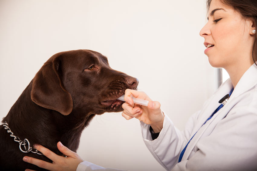 combineren stap Vermelden Hoe geeft u uw hond pillen en vloeibare medicatie | Algemene gezondheid van  uw hond