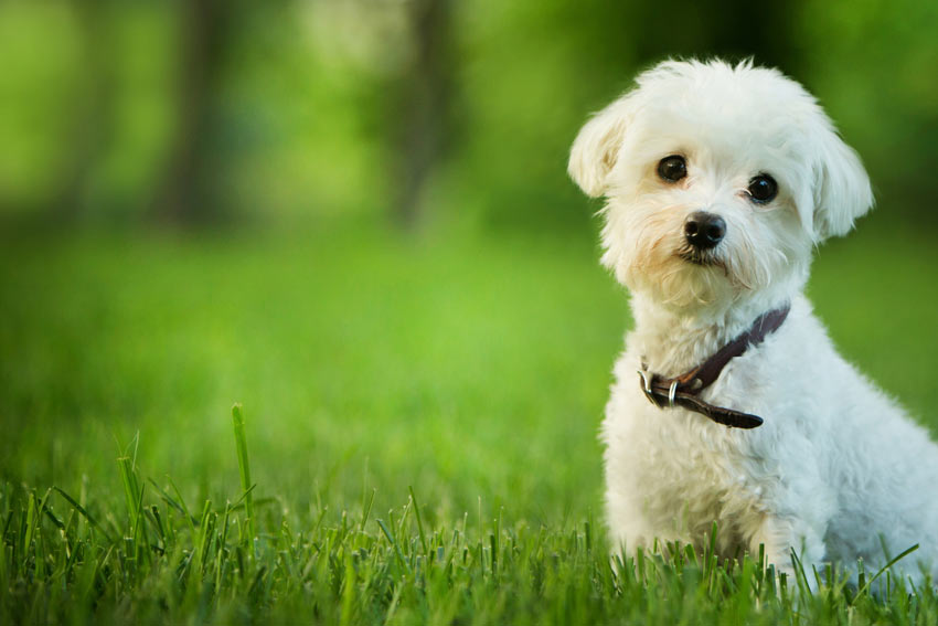 Rechthoek Tijdreeksen Vermeend Kiezen tussen een rashond en een kruising | De juiste hond voor u | Honden