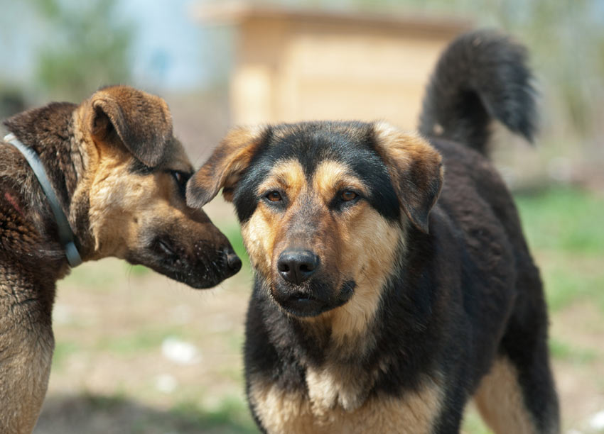 mini Afstotend Over instelling Kiezen tussen een rashond en een kruising | De juiste hond voor u | Honden