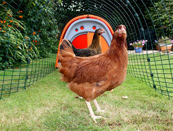 botsing zegen twijfel Een kippenhok kiezen | Kippen | Guide | Omlet NL