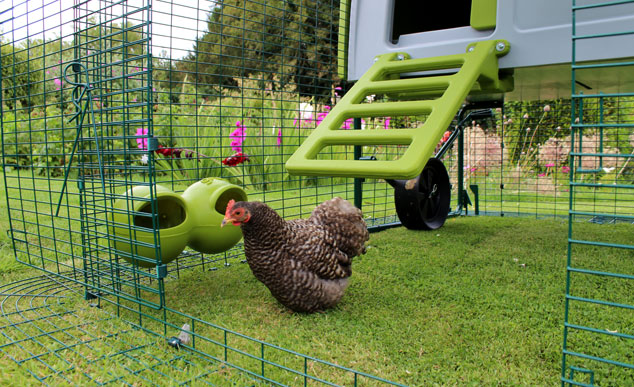boeren Productie medeleerling Voer en water voor uw kippen | Verzorging van kippen | Kippen | Gids