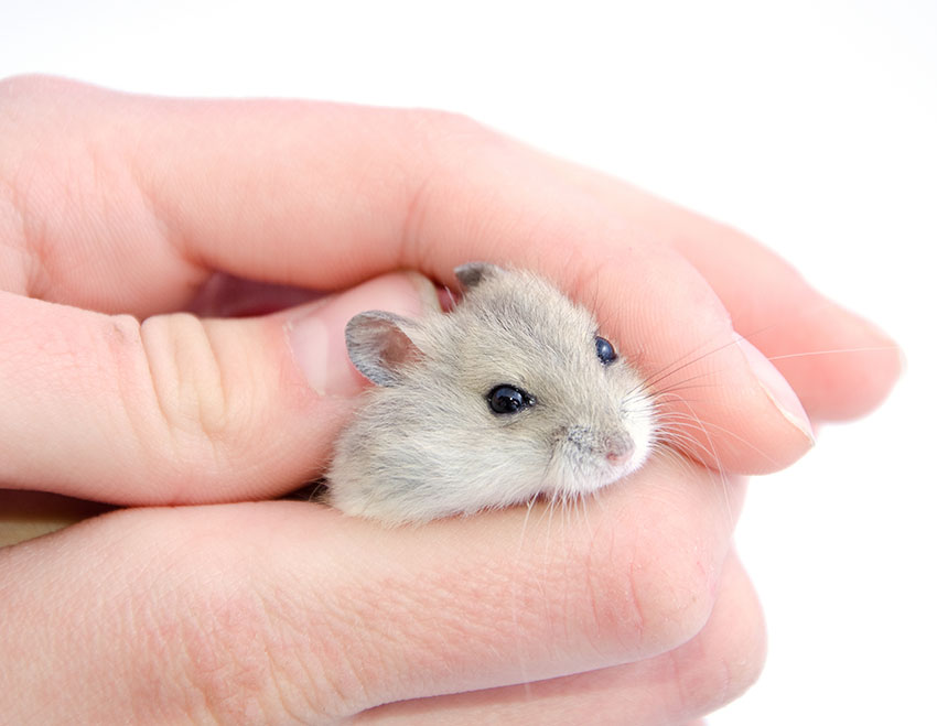 Wat is de juiste manier om een hamster vast te houden? | Een hamster huisdier nemen