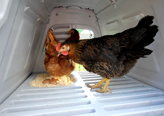 Omlet Kippenhokken België Sergeant Dierenhandel