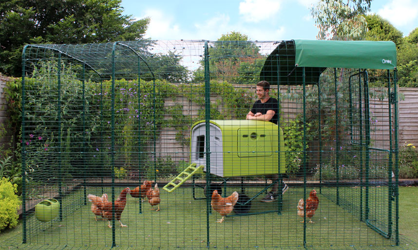Uw kippen beschermen tegen roofdieren | Verzorging | Kippen