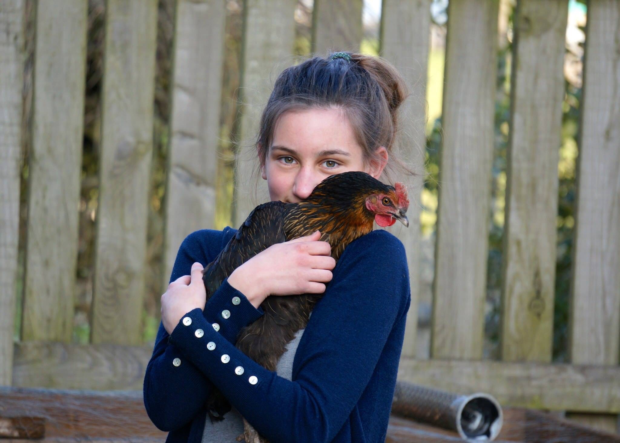 Wegrijden Soms soms Sinis Hoe vang en hanteer ik mijn kippen? | Verzorging van kippen | Kippen | Gids