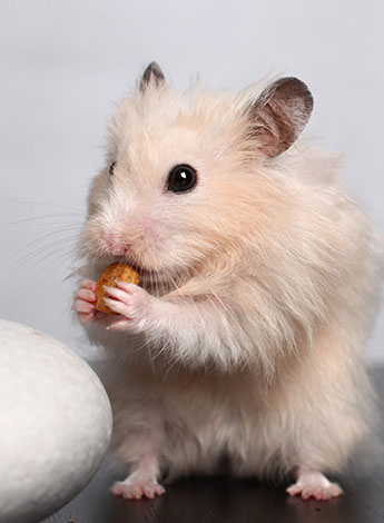 Mijn hamster eet en niet Hamsters | Gids