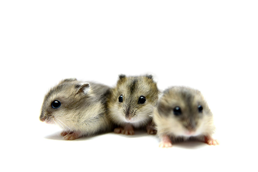 maagd Kruik per ongeluk Welke hamstersoorten kunnen het beste samenleven? | Een hamster als  huisdier nemen