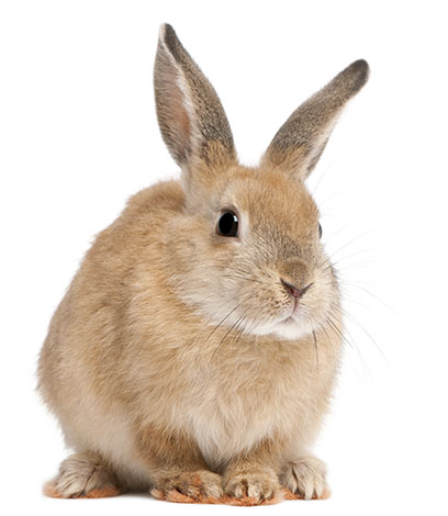 klant redden Bron Hoe oud worden konijnen? | Zijn konijnen iets voor mij? | Konijnen | Gids