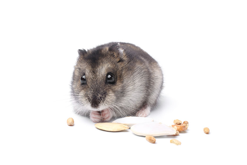 contact Luchtvaart Sociologie Hoeveel kost het om een hamster te houden? | Is een hamster iets voor mij?