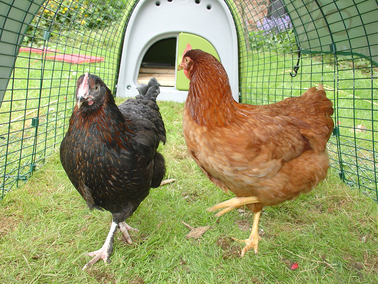 Piket pensioen betreden Kan ik kippen houden? | Kippen | Guide | Omlet NL