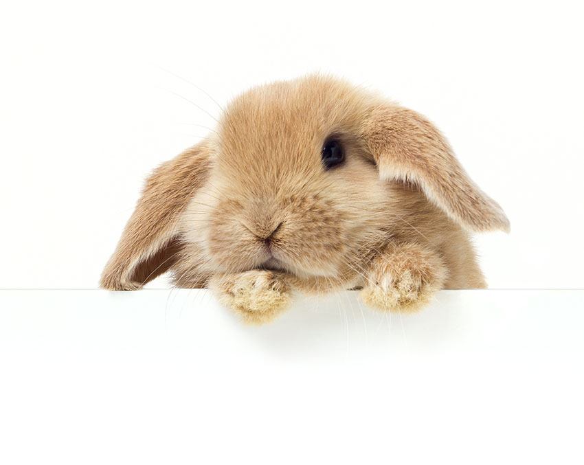 Diversen doel flexibel Brrrr! – Denk aan uw konijn | Seizoenen | Konijnen | Guide