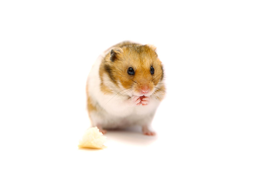 Shinkan ader Alice Een zandbad voor hamsters | Vragen van hamstereigenaren | Hamsters | Guide