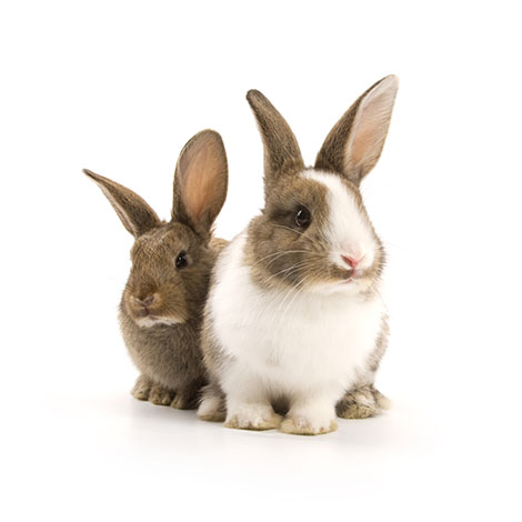 Versterken Opname Missend Cavia's bij konijnen introduceren | Cavia's laten kennismaken | Cavia's